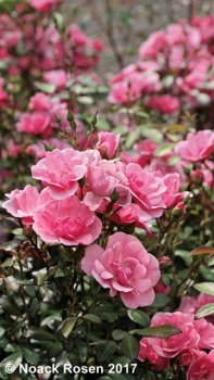 Rose Schöne Dortmunderin ®