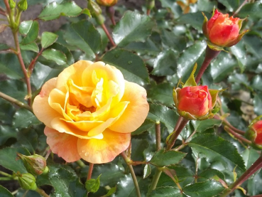 Rose Sedana ®