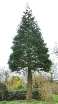 Sequoiadendron giganteum - (Kalifornischer Mammutbaum),