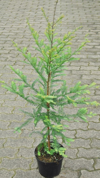 Sequoia sempervirens - (Küsten- Sequoie),