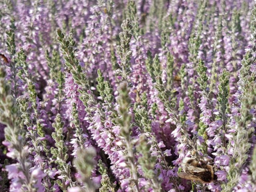 Calluna vulgaris "Silver Knight" - (Besenheide "Silver Knight"),
