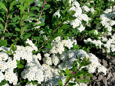 Blüte Spiraea nipponica Snowmound Strauchspiere