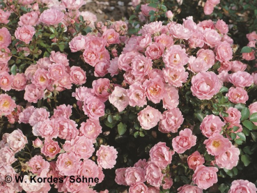 Rose Sommerwind ®