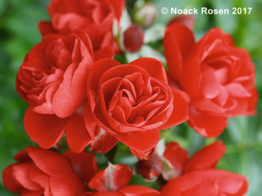 Rosa Sorrento ®