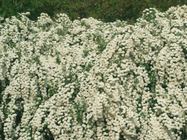 Blüten Spiraea vanhouttei Prachtspiere bienenfreundlich