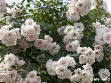 Rose Swany ®