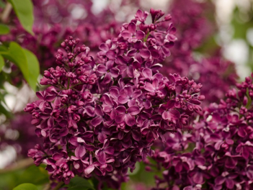 lila blüten Syringa vulgaris Charles Joly