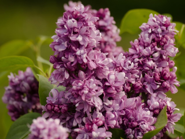 lila blüten Syringa vulgaris Katherine Havemeyer Edelflieder