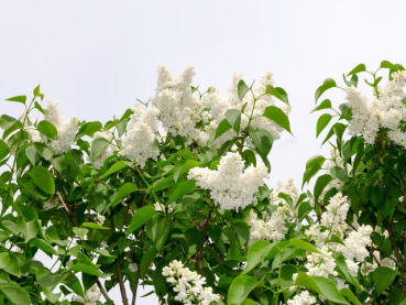 weiße blüten edelflieder Syringa vulgaris Mme Lemoine