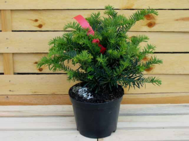 Taxus baccata Repandens - Tafel-Eibe Bodendeckereibe