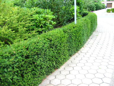 Taxus Eibe Hecke immergrün