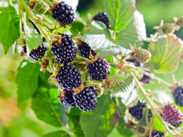 Rubus fruticosus "Theodor Reimers" - (Brombeere "Theodor Reimers"),