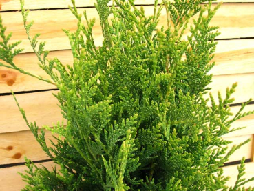 Thuja plicata Aurescens Goldspitzenlebensbaum