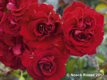 Rosa "Tornella"® - (Strauchrose "Tornella"®),