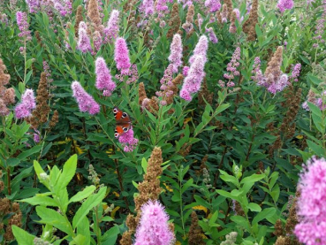 blüten Spiraea billardii Triumphans Kolbenspiere