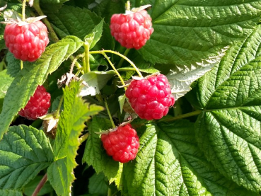 Rubus idaeus "Twotimer ® Sugana ®" - (Himbeere "Twotimer ® Sugana ®"),