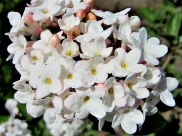 Viburnum carlesii - (Koreanischer Schneeball),