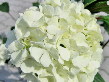Japanischer Schneeball Rotundifolium - Viburnum plicatum Rotundifolium