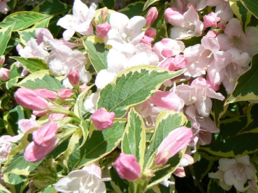 rosa blüte Buntblättrige Weigelie Nana Variegata