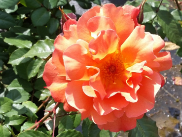 Rosa "Westerland"® - (Strauchrose "Westerland"®),