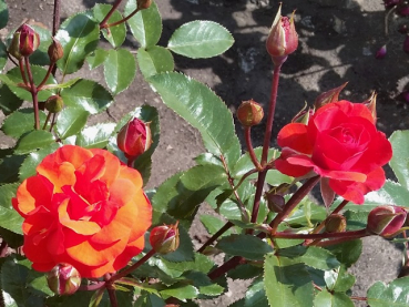 Rose Westpoint ®