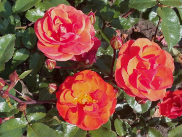 Rose Westpoint ®