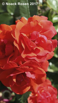 Rose Westpoint ®