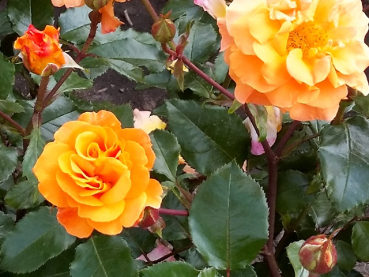 Rosa Westzeit ®
