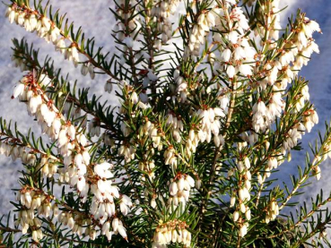 Erica darleyensis "White Perfection" - (Winterblühende Heide "White Perfection"),