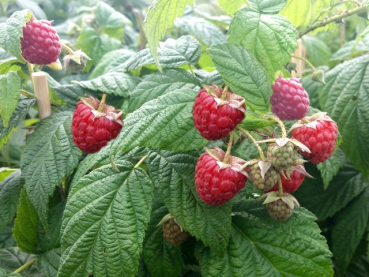 Rubus idaeus "Willamette" - (Himbeere "Willamette"),