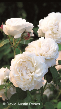 Rosa "Winchester Cathedral"™ *Auscat* - (Engl. Strauchrose "Winchester Cathedral"™),