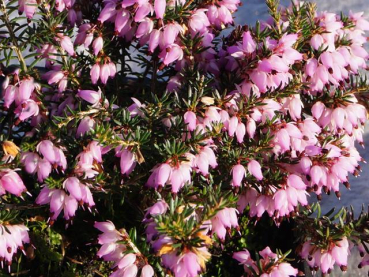 Erica carnea "Winter Beauty" - (Schneeheide "Winter Beauty"),