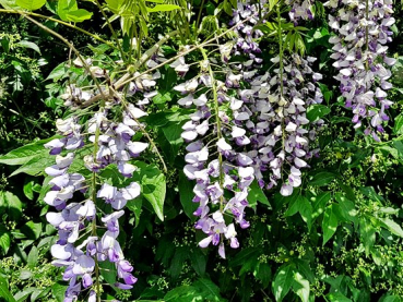 blaue Blüten chinesischer Blauregen Wisteria sinensis
