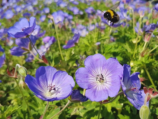 Kaukasus-Storchschnabel - Geranium wallichianum 'Rozanne' ®