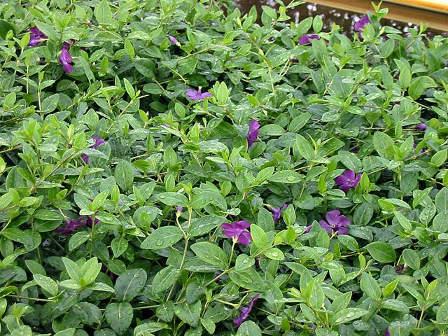 10x Kleinblättriges Immergrün Rubra - Vinca Minor Pflanzen Für Halbschattige Gärten