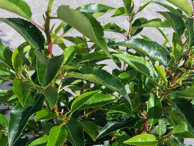 Portugiesischer Kirschlorbeer - Prunus lusitanica 'Angustifolia' |  Hecken-Direkt.de