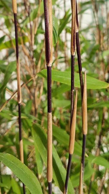 bambus puzzle The Flower Bamboo Puzzle main image 0