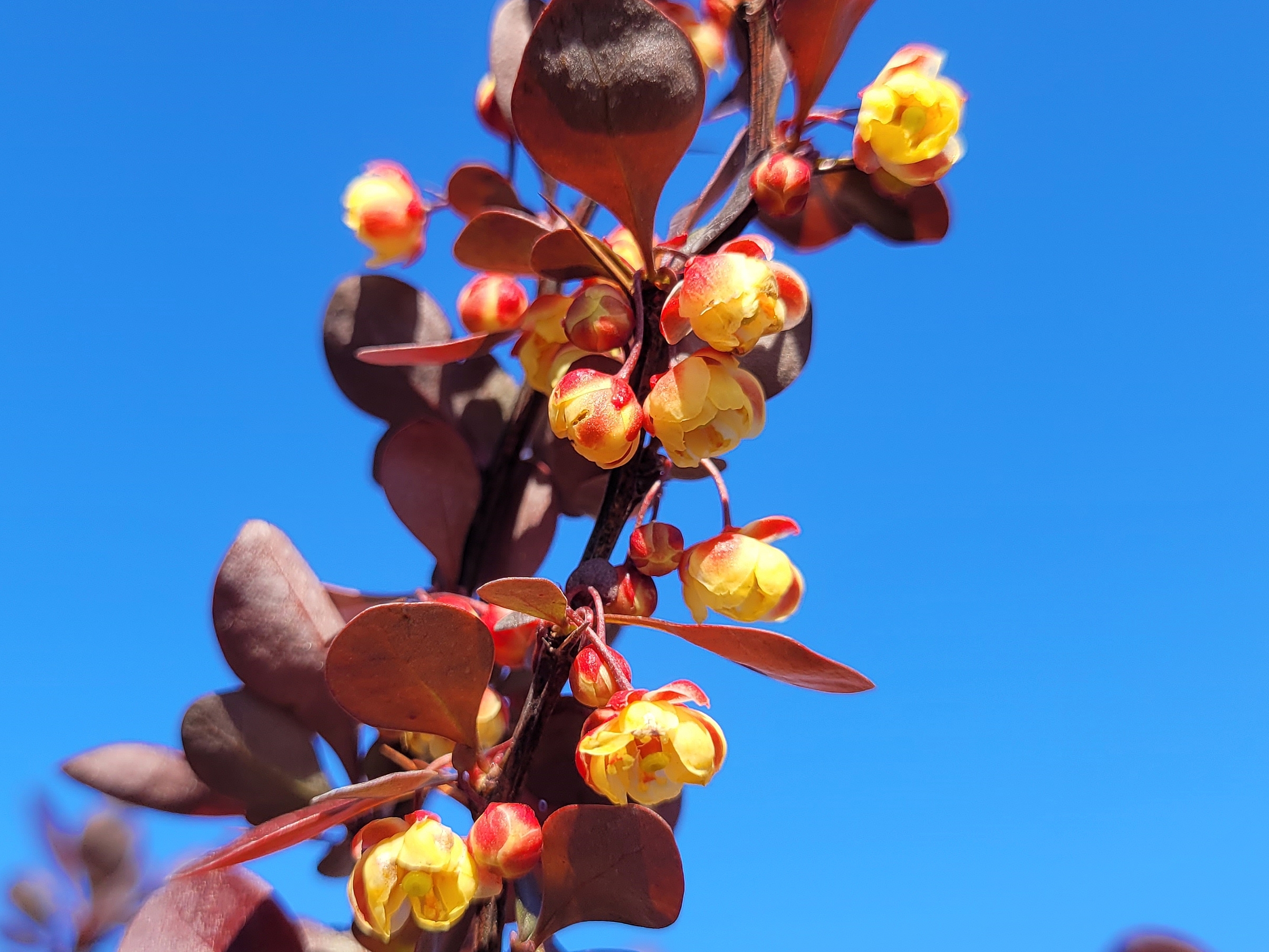 Blut-Berberitze - Berberis thunbergii 'Atropurpurea' | Hecken-Direkt.de