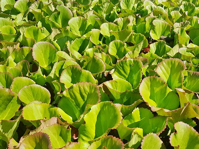 - Bergenie Bergenia cordifolia