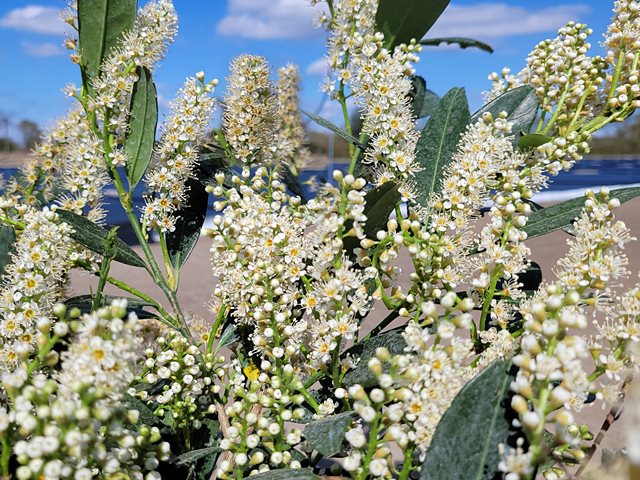 Prunus laurocerasus 'Otto Luyken' - (Kirschlorbeer 'Otto Luyken'),