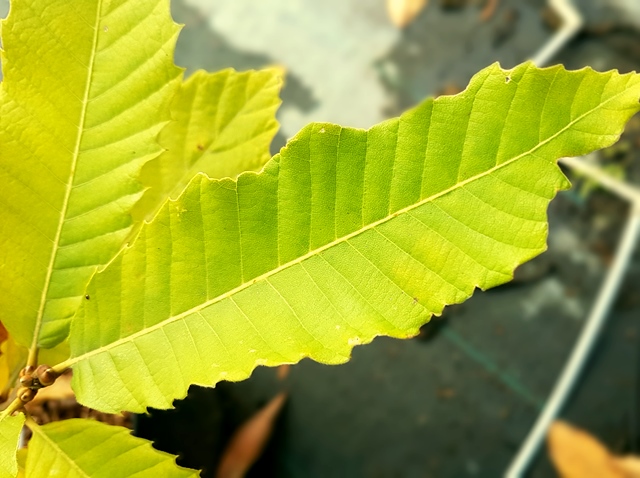 Castanea sativa - (Esskastanie),