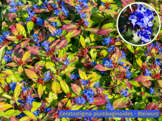 Bleiwurz - Ceratostigma plumbaginoides | Hecken-Direkt.de