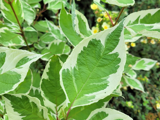Weibunter Hartriegel - Cornus alba "Elegantissima" | Hecken-Direkt.de