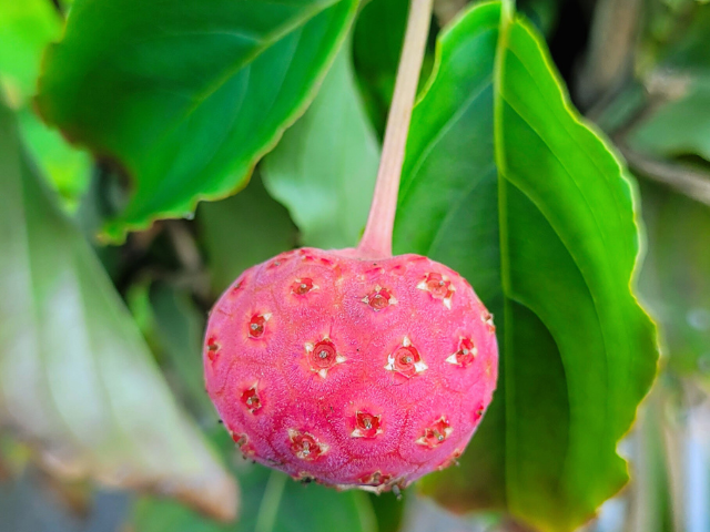 Blumen- Hartriegel "Satomi"  - Cornus kousa "Satomi"  | Hecken-Direkt.de