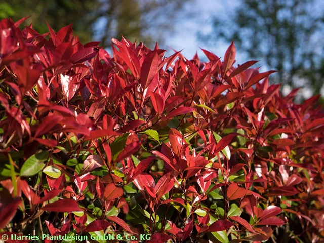 Photinia fraseri 'Devil's Dream'  - (Rote Glanzmispel 'Devil's Dream' ),