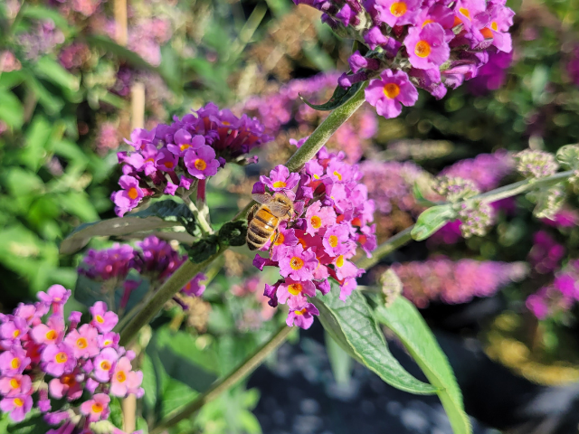 Sommerflieder "Flower Power"  / "Bicolor" - Buddleja davidii "Flower  Power"  / "Bicolor" | Hecken-Direkt.de