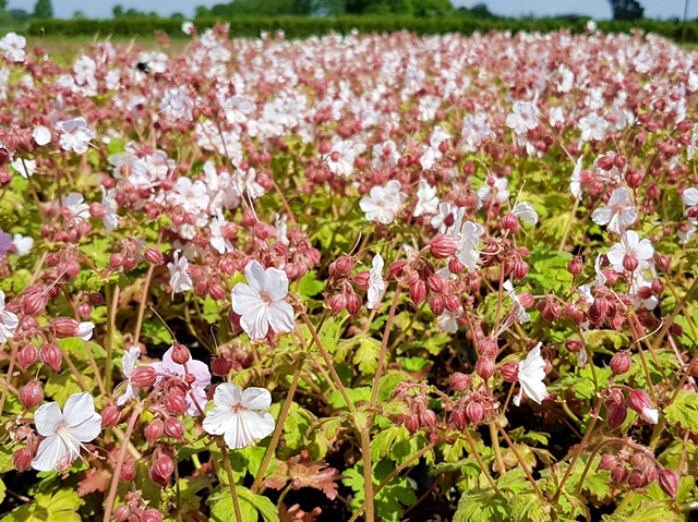Balkan-Storchschnabel 'Spessart' - Geranium macrorrhizum 'Spessart'  |Hecken-Direkt.de