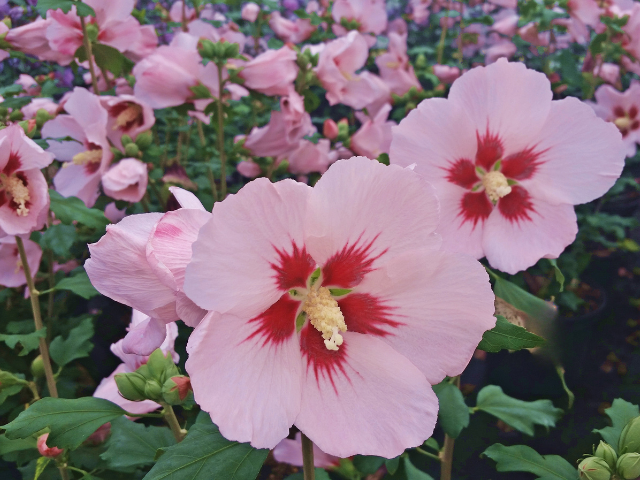 Rosen-Eibisch "Hamabo" - Hibiscus syriacus "Hamabo" | Hecken-Direkt.de