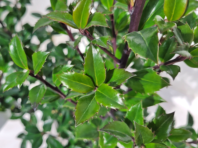 Stechpalme 'Heckenstar' -S- - Ilex meserveae 'Heckenstar' -S- |  Hecken-Direkt.de
