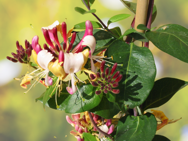 Feuer-Geiblatt - Lonicera heckrottii | Hecken-Direkt.de